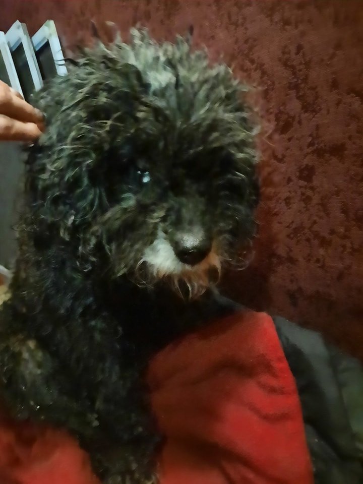 В Днепре пропало много животных: помогите найти 8