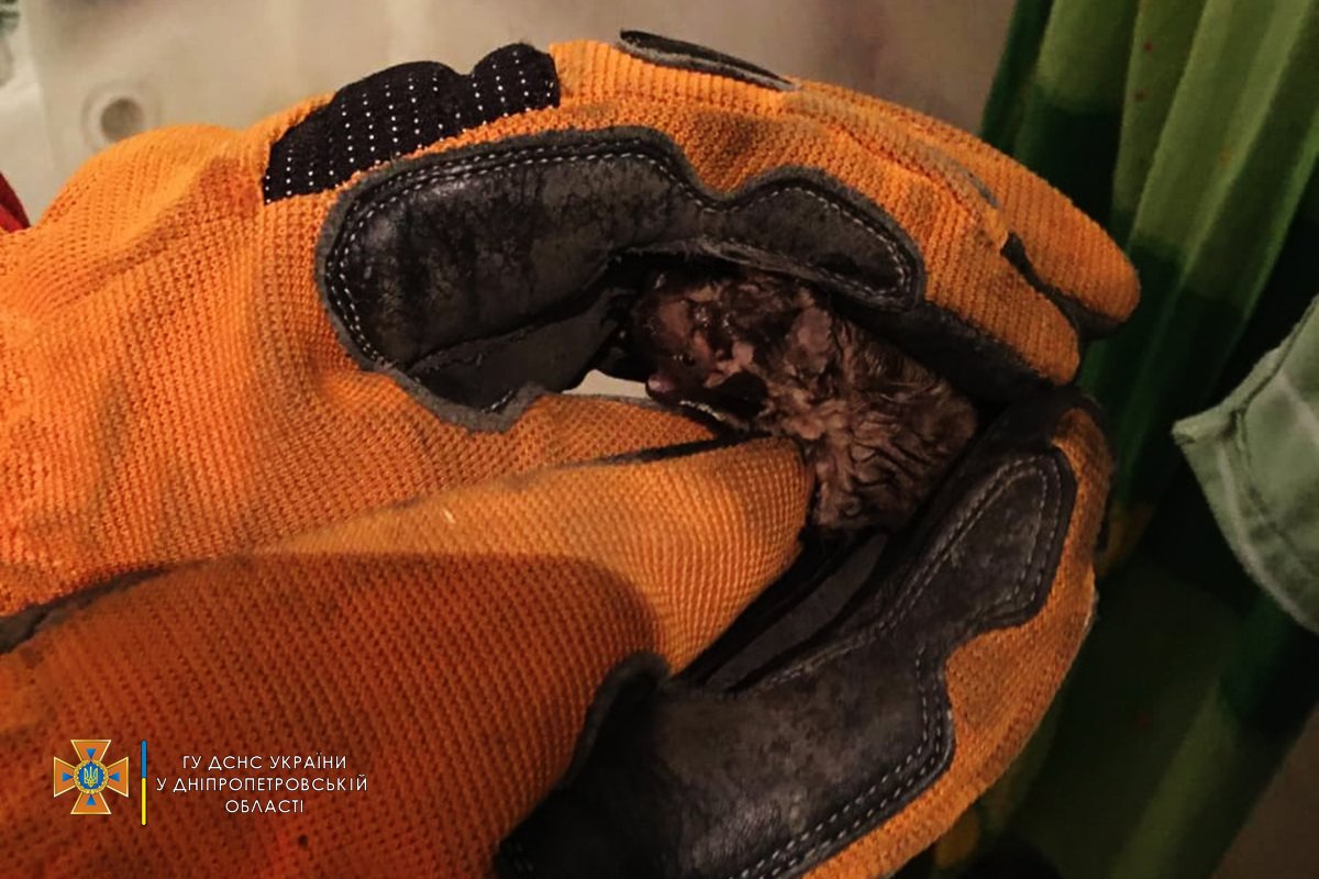 Плюс одна фобия: в квартире Днепра летучая мышь выпала из вентиляции прямо в ванную 1