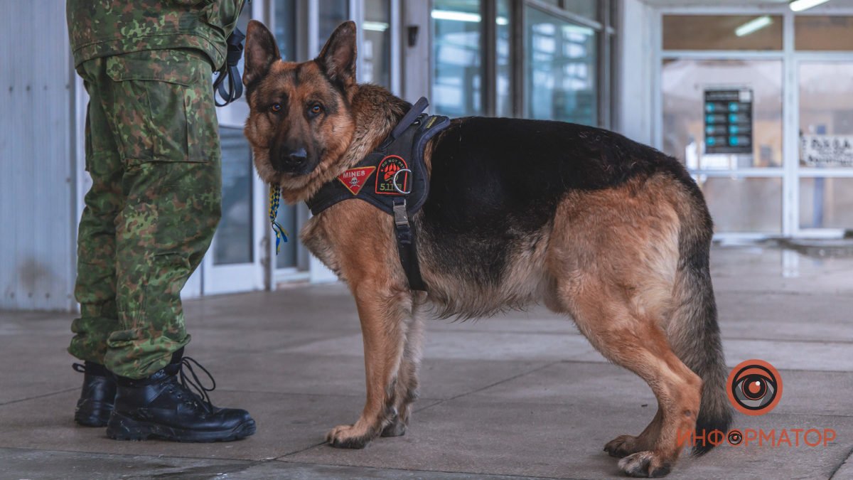 Взрывотехники с собакой проверили все здание Взрывотехники с собакой проверили все здание