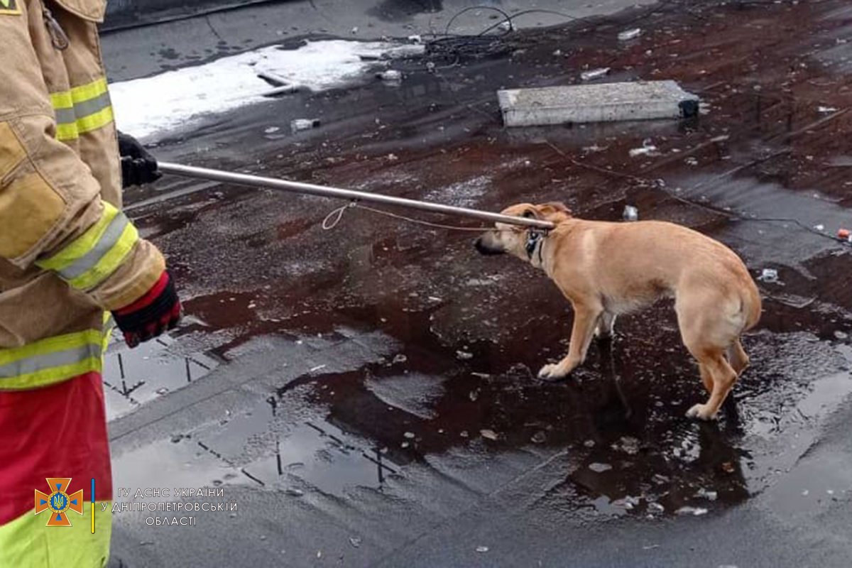 С животным все в порядке, его сняли с крыши и отпустили С животным все в порядке, его сняли с крыши и отпустили