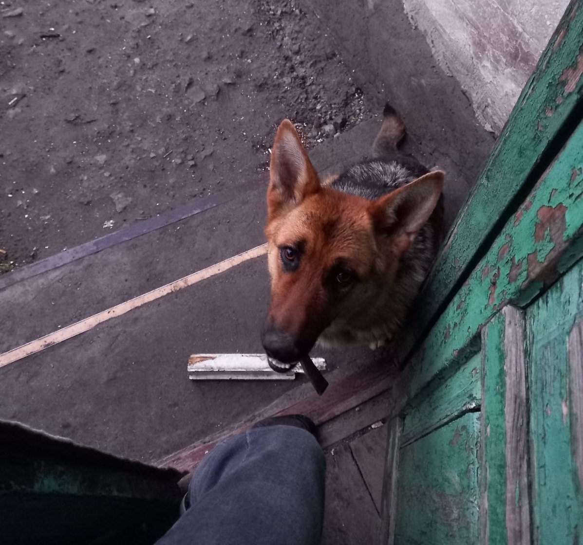 В Днепре пропало много животных: помогите найти 1