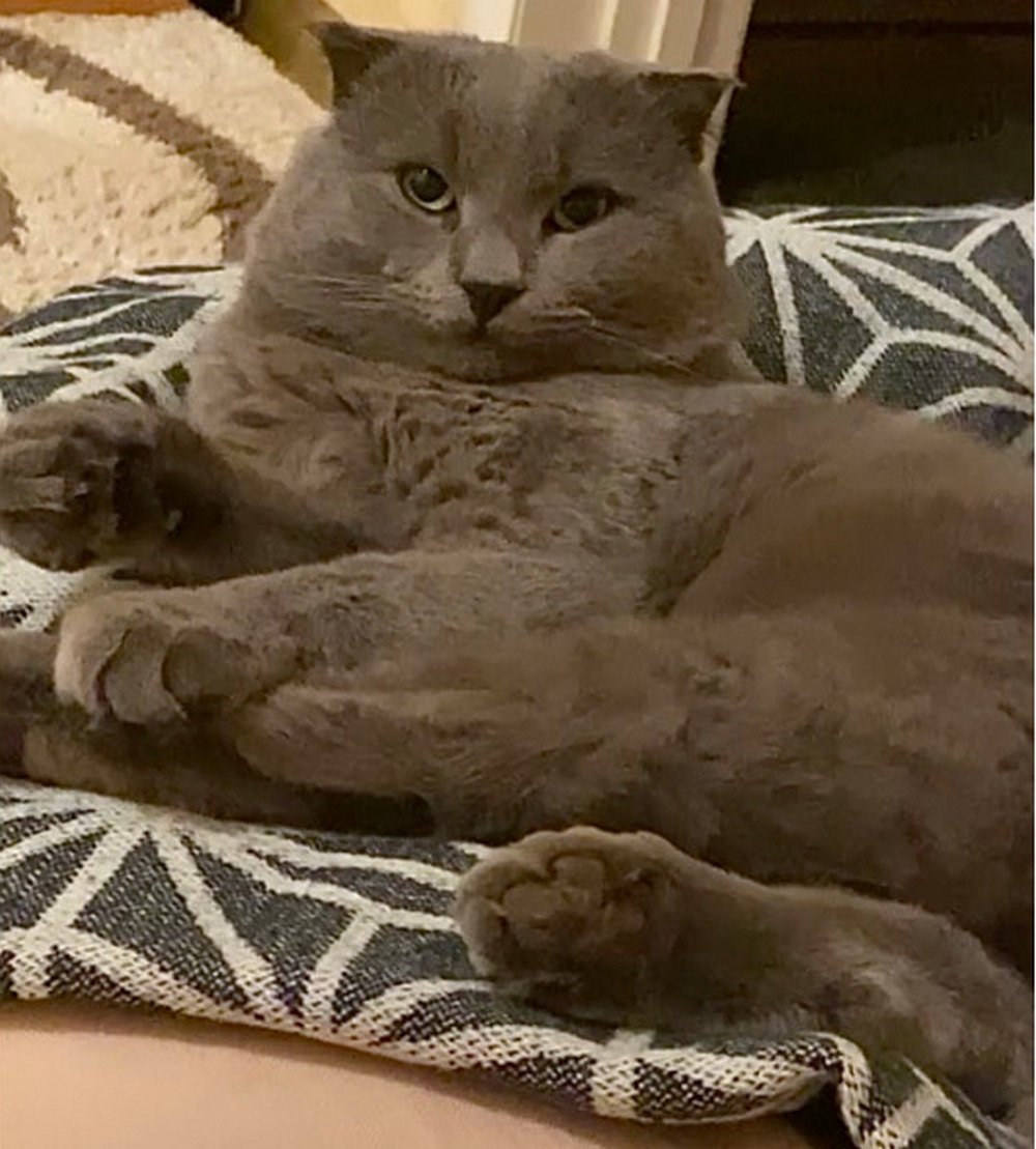 В Днепре пропало много животных: помогите найти 2