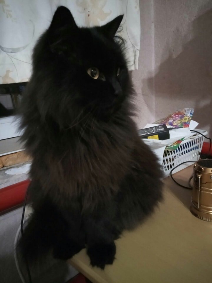 В Днепре пропало много животных: помогите найти 3