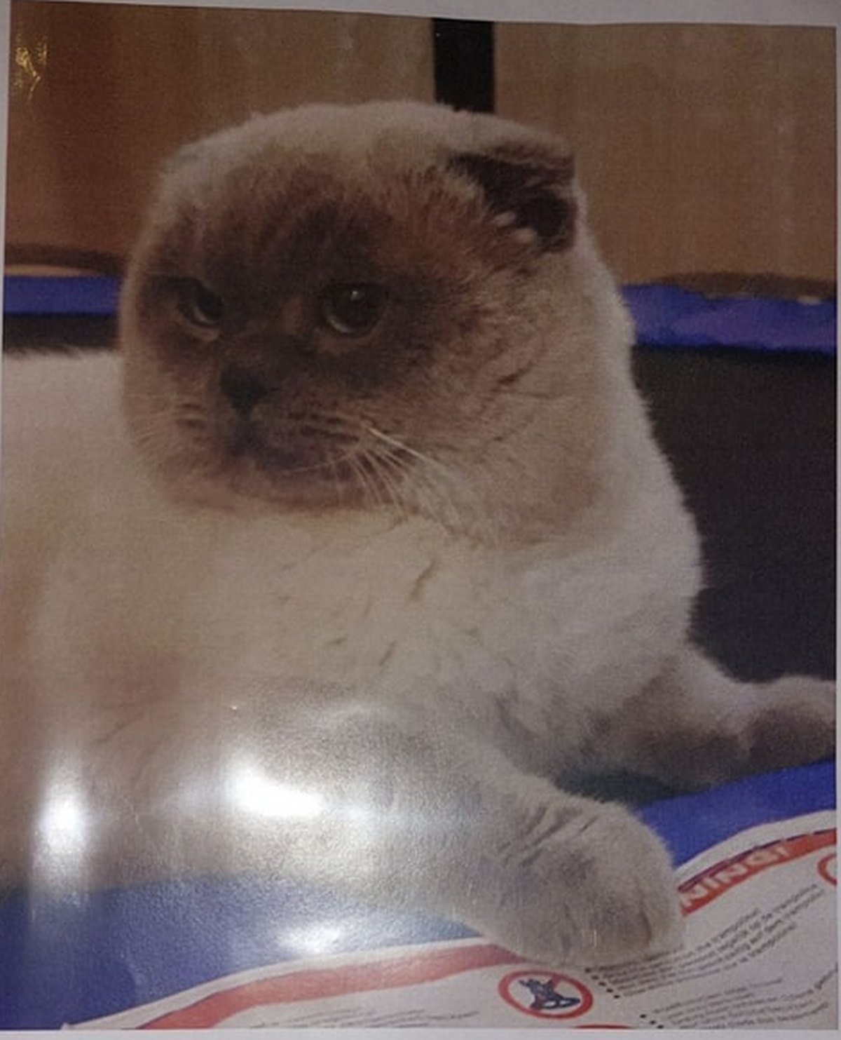 В Днепре пропало много животных: помогите найти 4