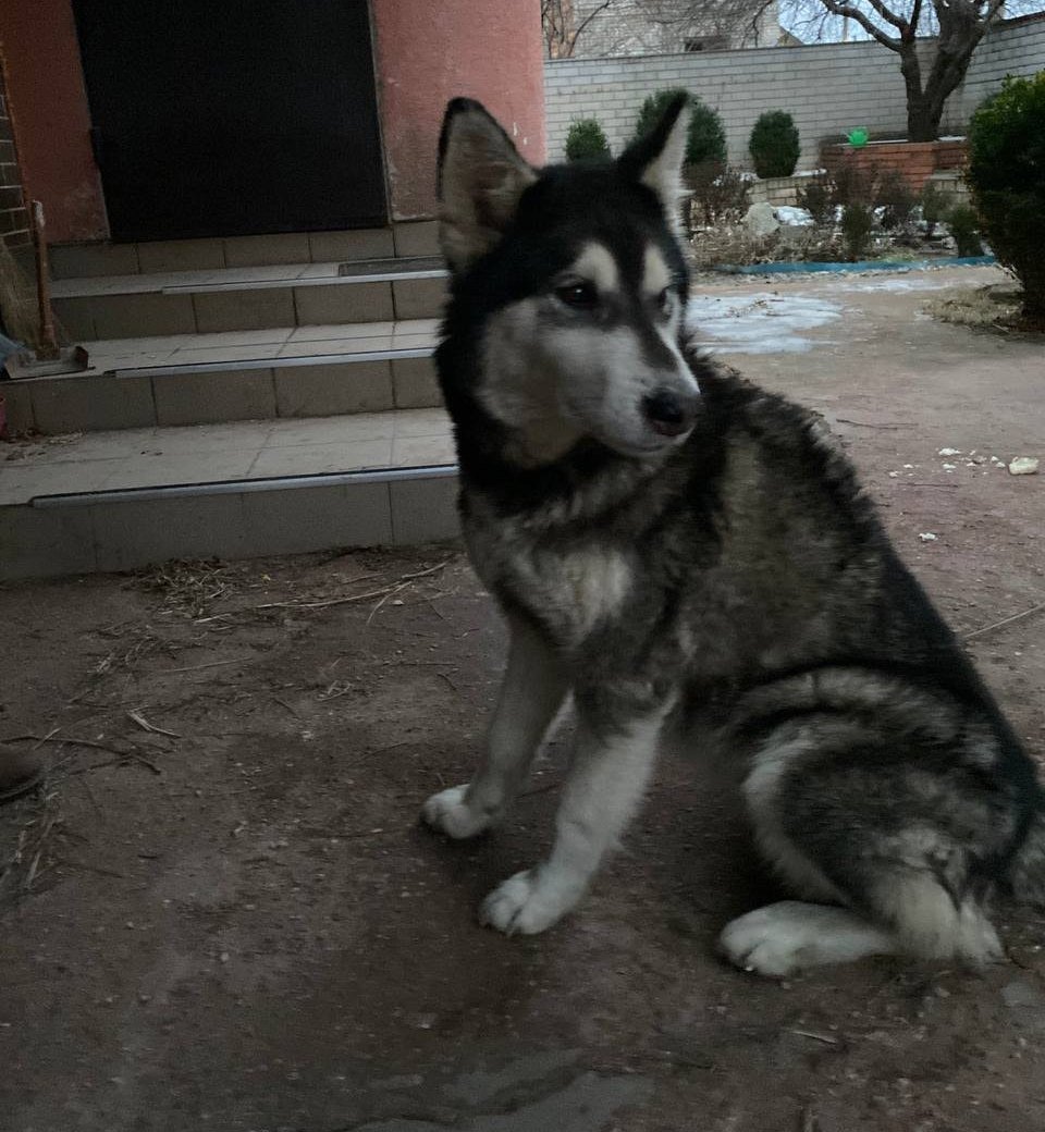 В Днепре пропало много животных: помогите найти 5