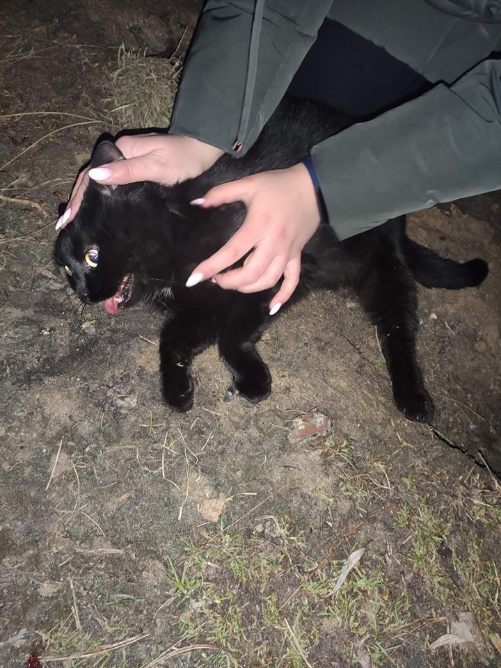 В Днепре пропало много животных: помогите найти 6