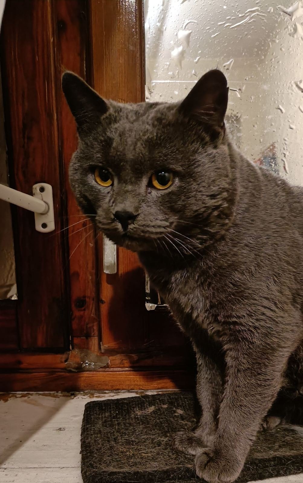 В Днепре пропало много животных: помогите найти 7