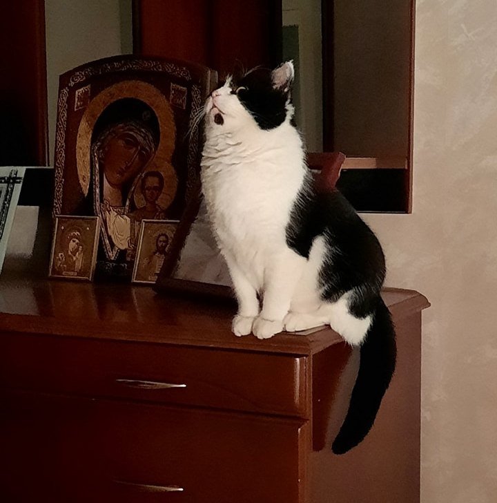 В Днепре пропало много животных: помогите найти 8