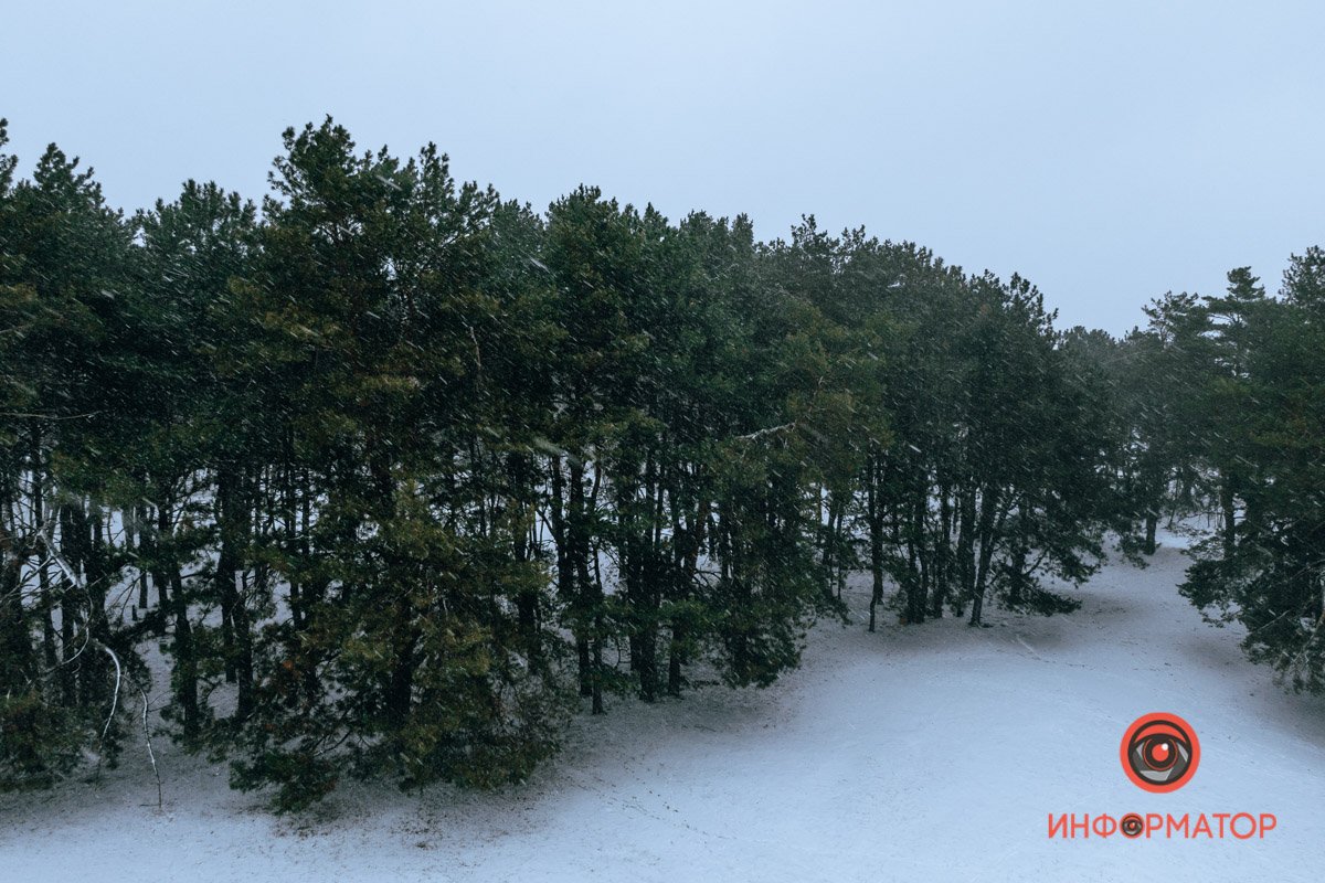 Лес в Приднепровске