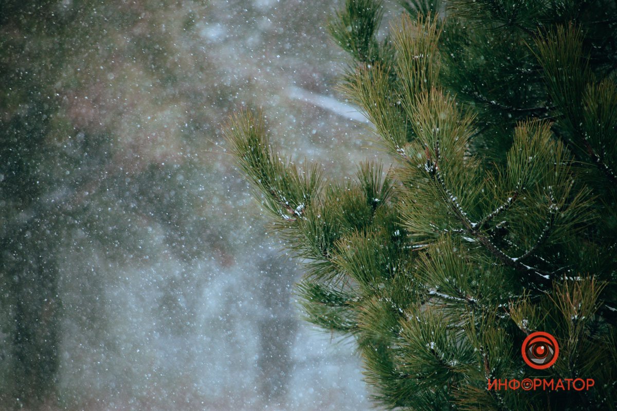 Маленькой елочке