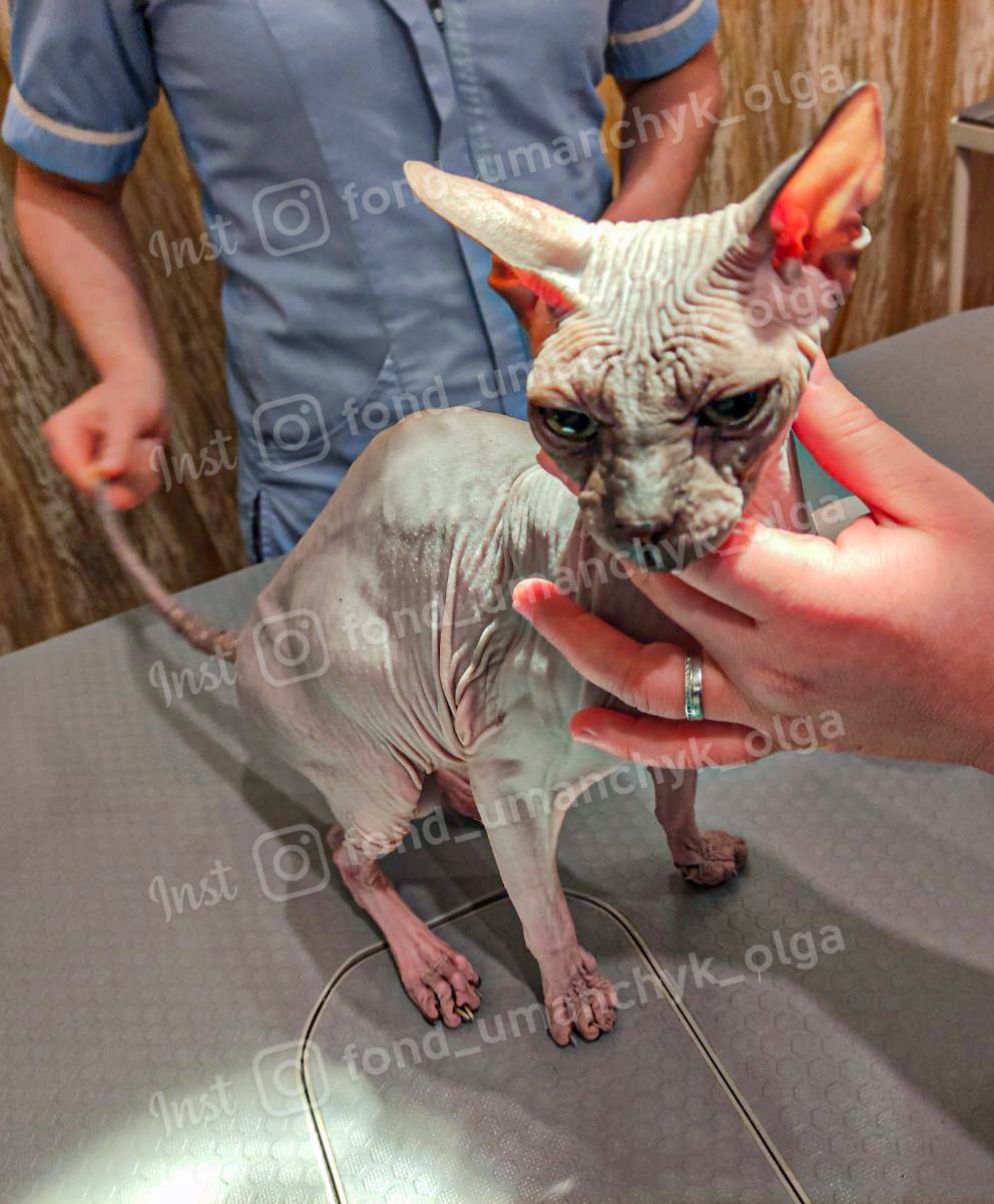 Сфинкс Сфинкс