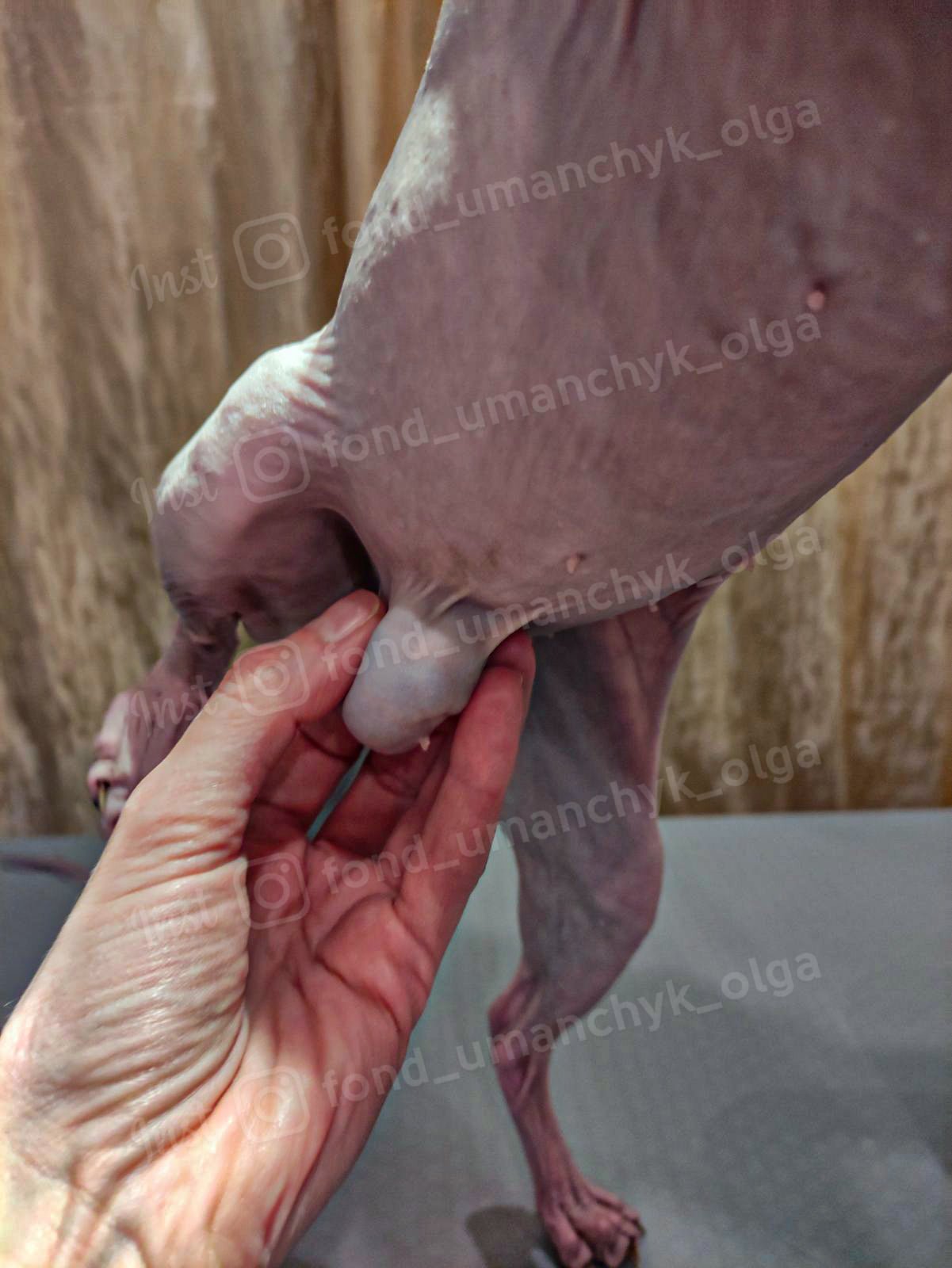 Бедная Бани Бедная Бани