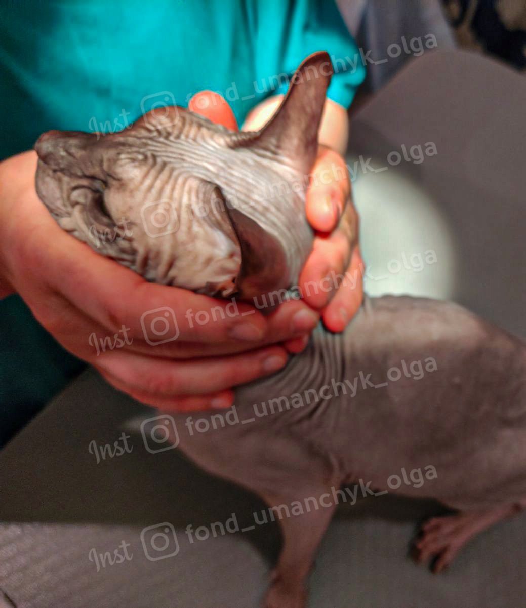 Ее хотели усыпить Ее хотели усыпить