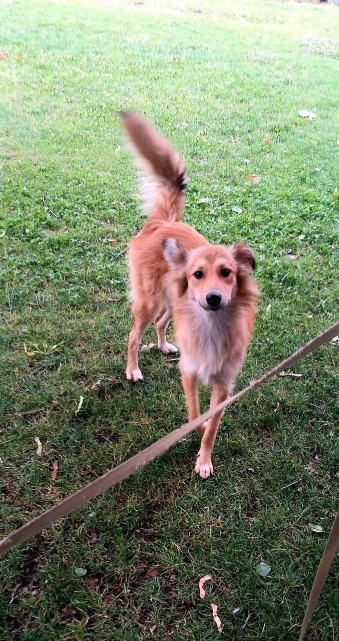 В Днепре пропало много животных: помогите найти 1