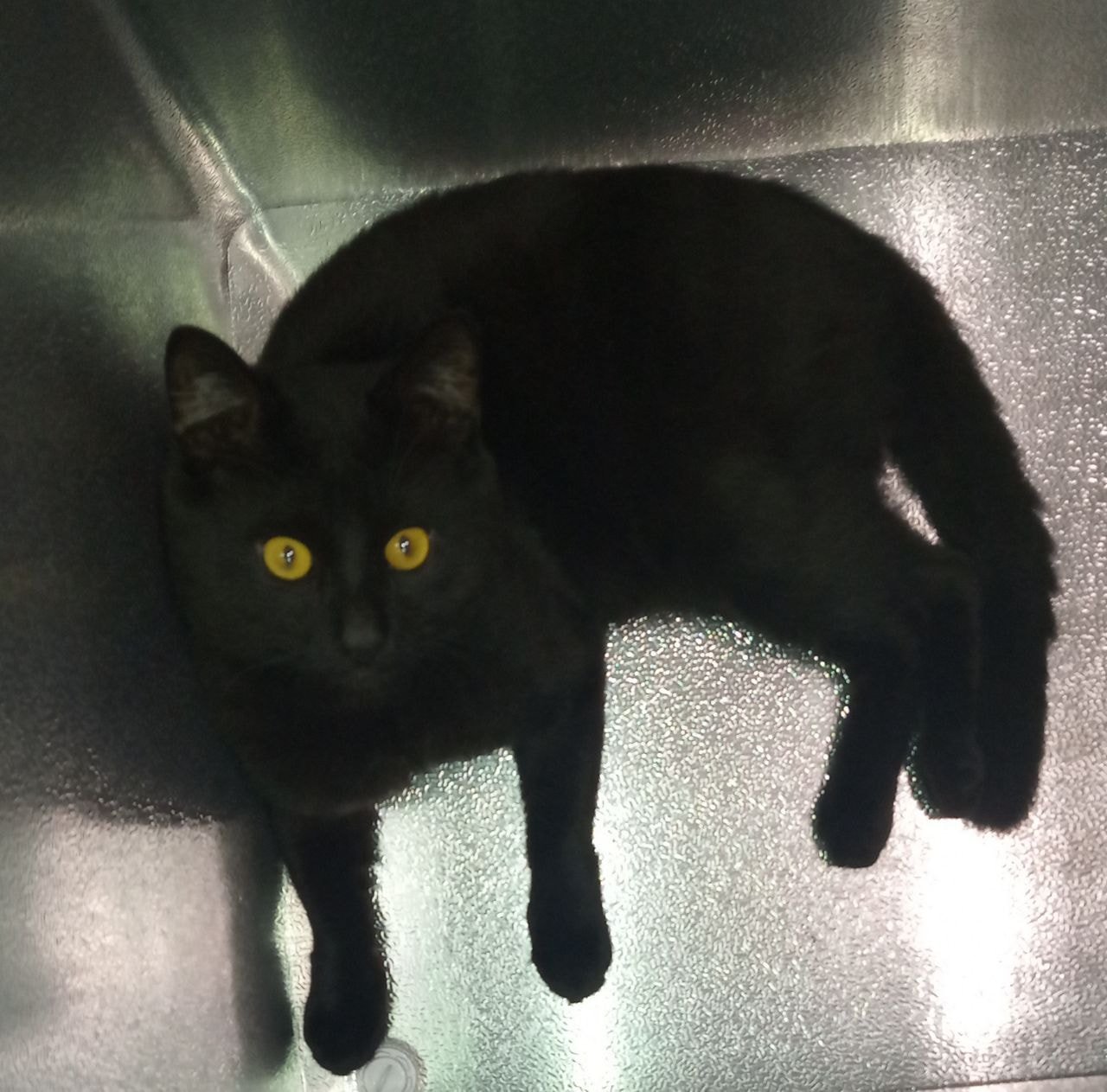 В Днепре пропало много животных: помогите найти 2