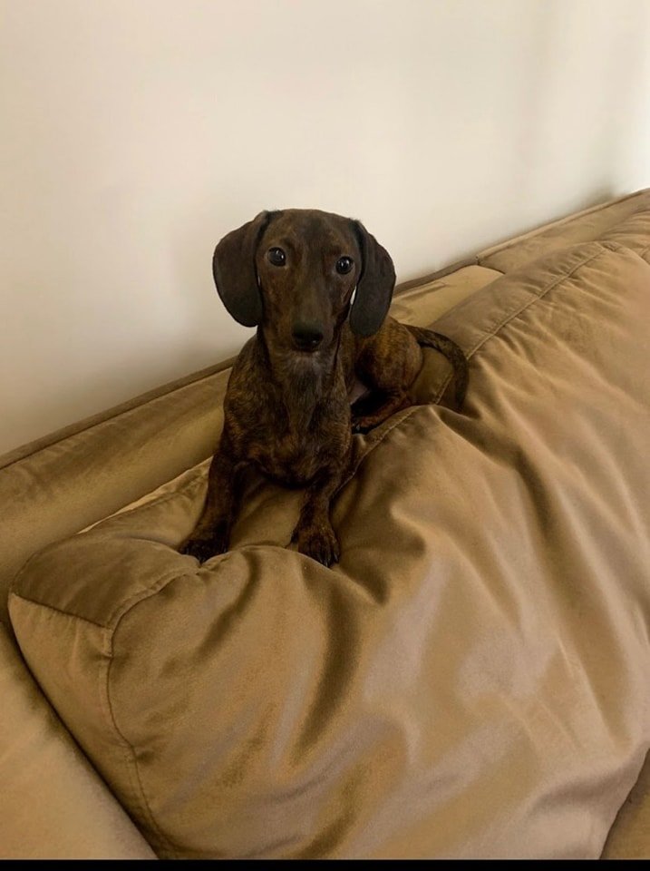 В Днепре пропало много животных: помогите найти 3