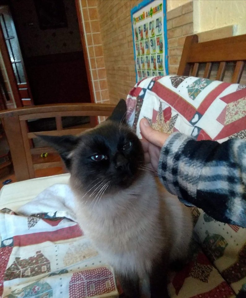 В Днепре пропало много животных: помогите найти 4