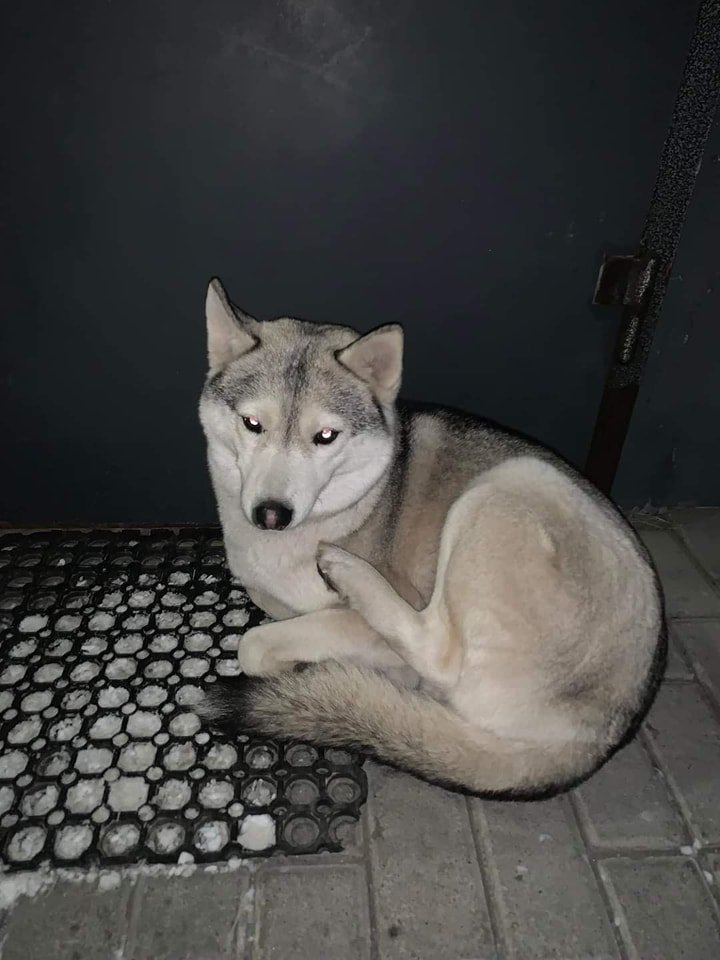 В Днепре пропало много животных: помогите найти 5