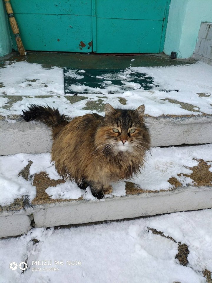 В Днепре пропало много животных: помогите найти 6