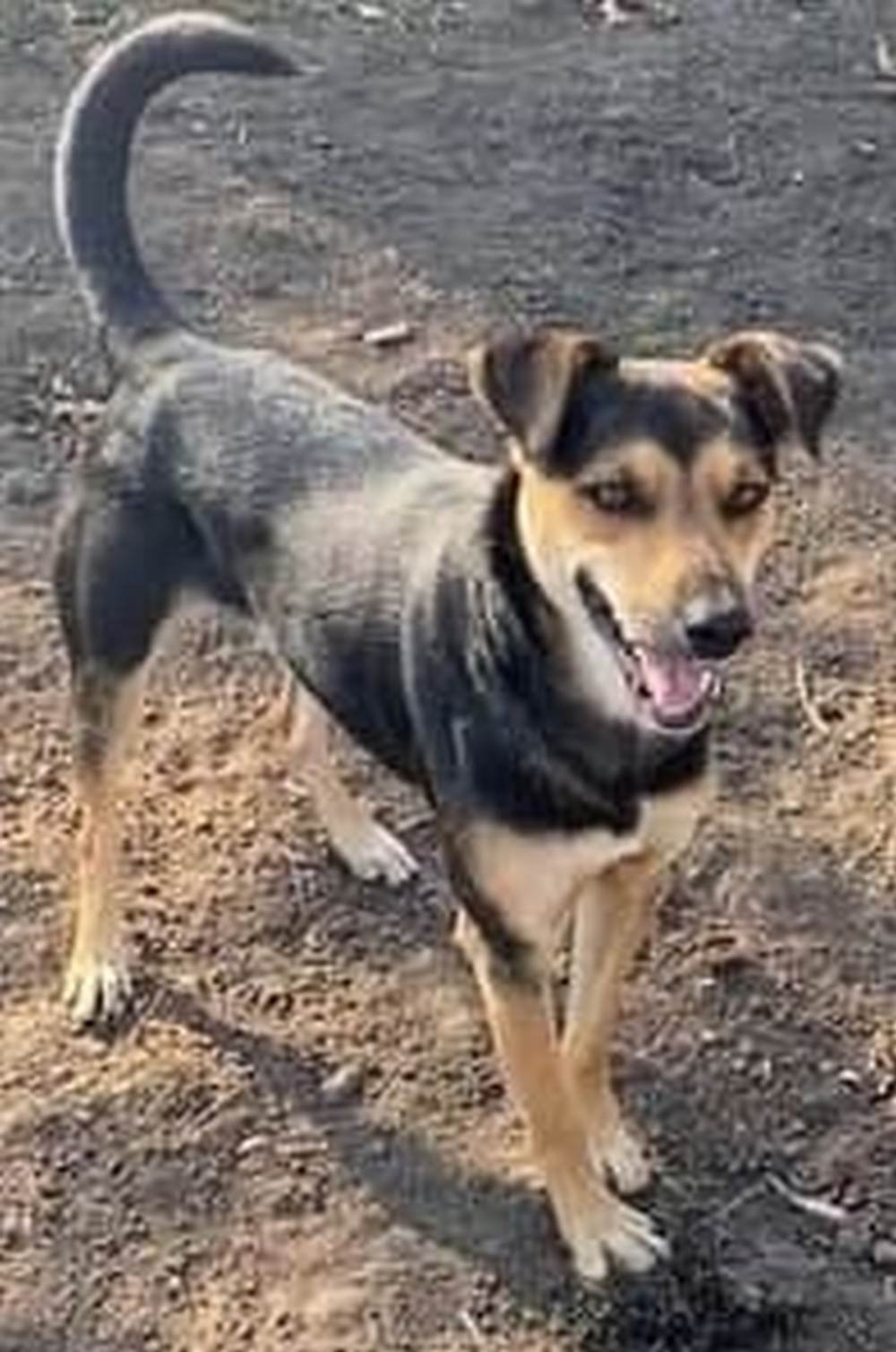 В Днепре пропало много животных: помогите найти 7