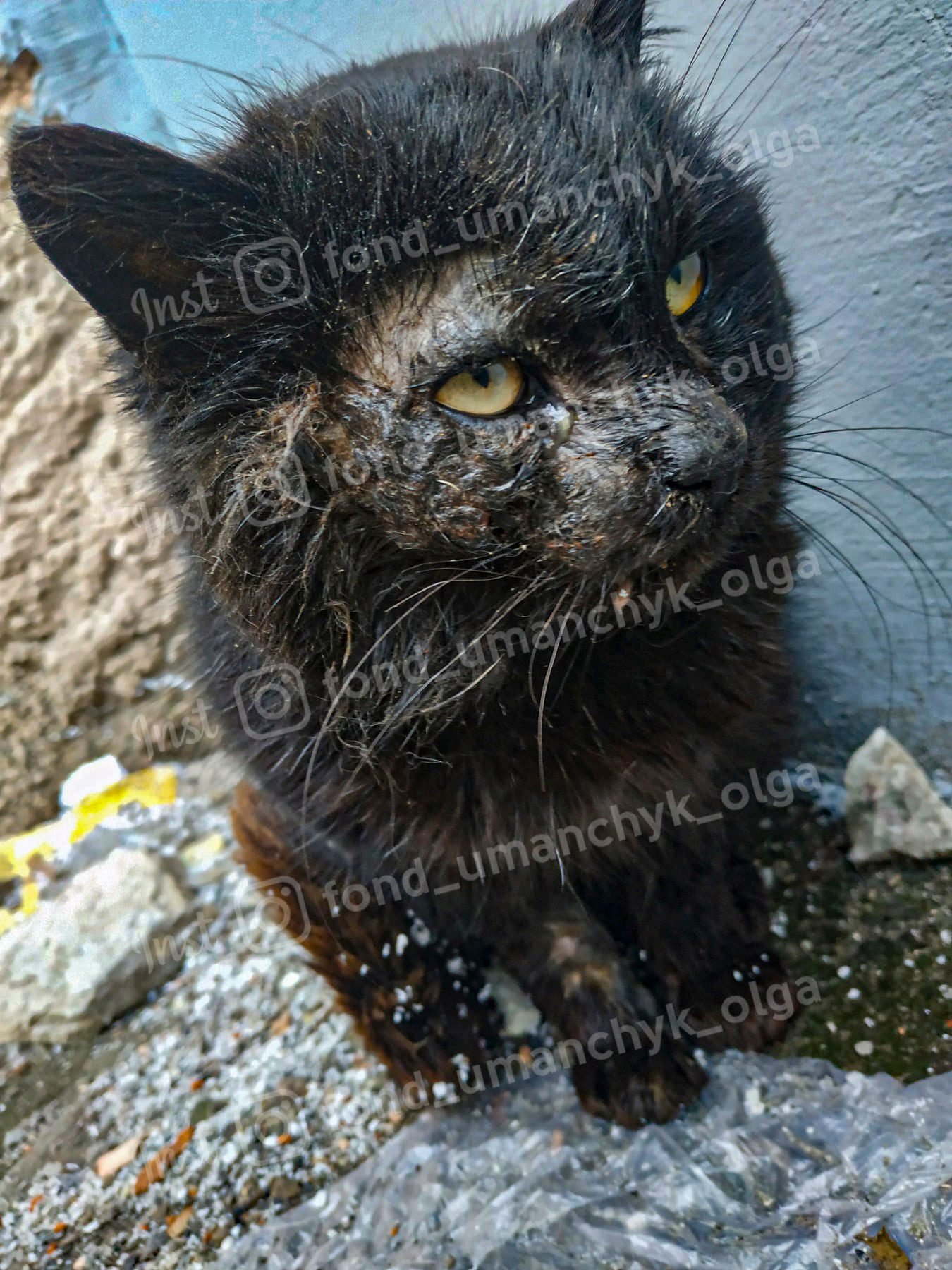 Кот Чернослив нуждается в помощи