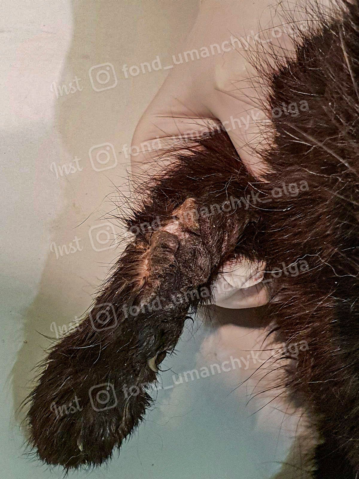 У кота некроз тканей и кости