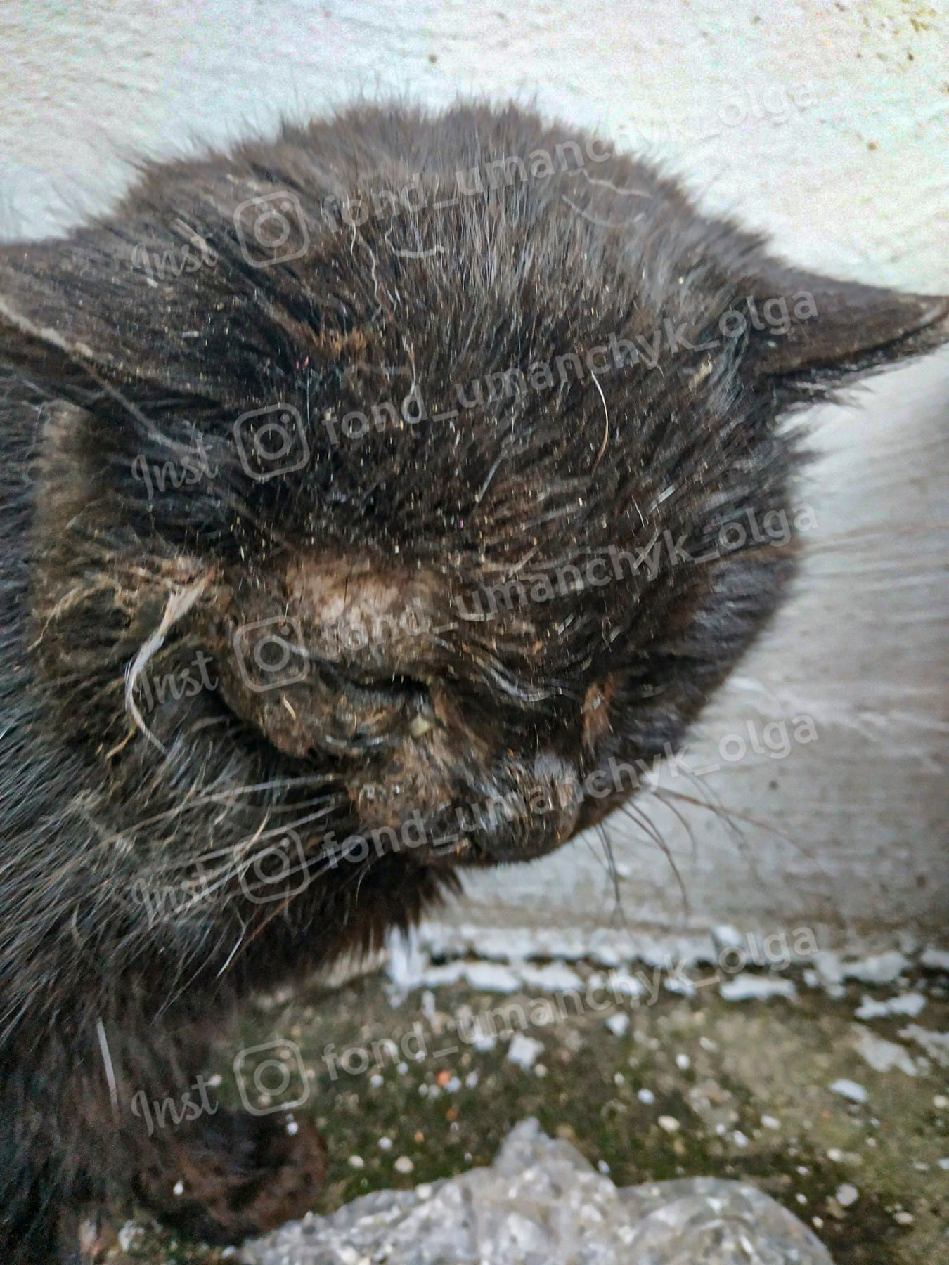 Животное находится в тяжелом состоянии