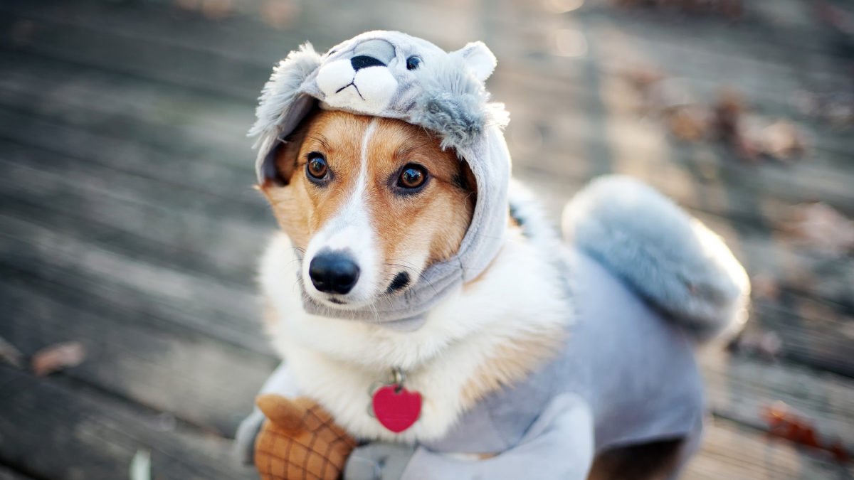 Зачем одевать животных зимой: советы хозяевам 2