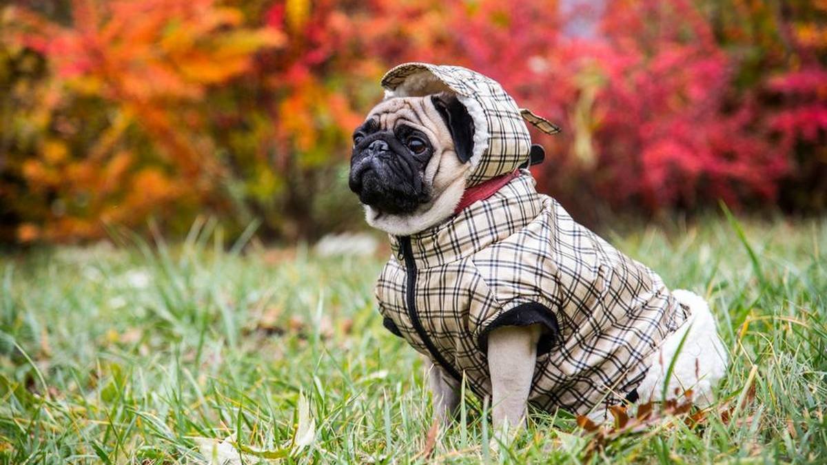 Зачем одевать животных зимой: советы хозяевам 3
