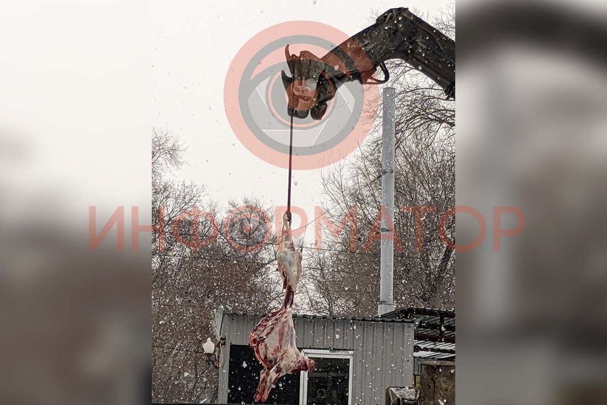 Заметили тушку животного