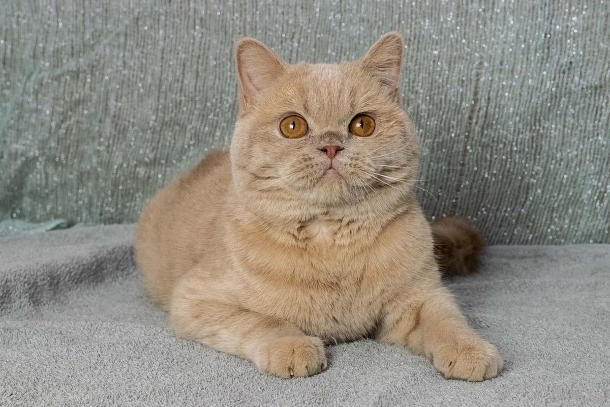 Животные ищут дом: где в Днепре найти себе кота или собаку 2