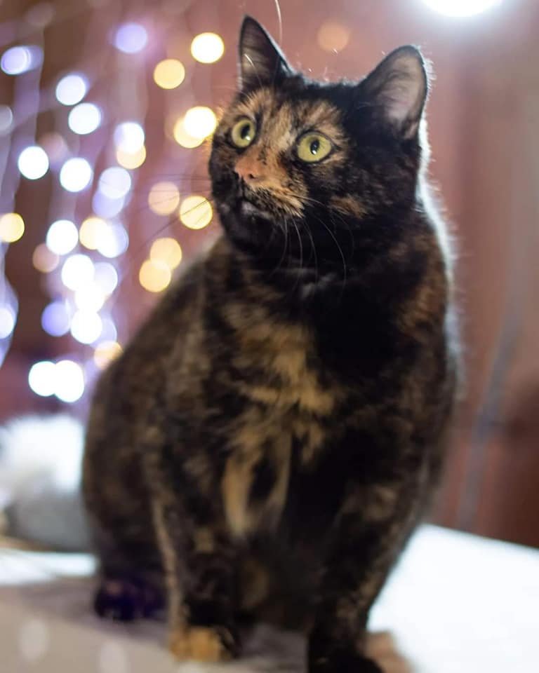 Животные ищут дом: где в Днепре найти себе кота или собаку 4