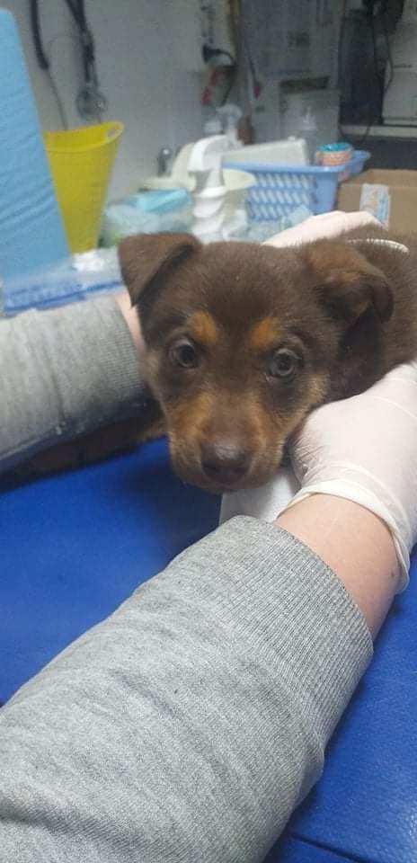 Щенки находятся в приюте "Лучик надежды"