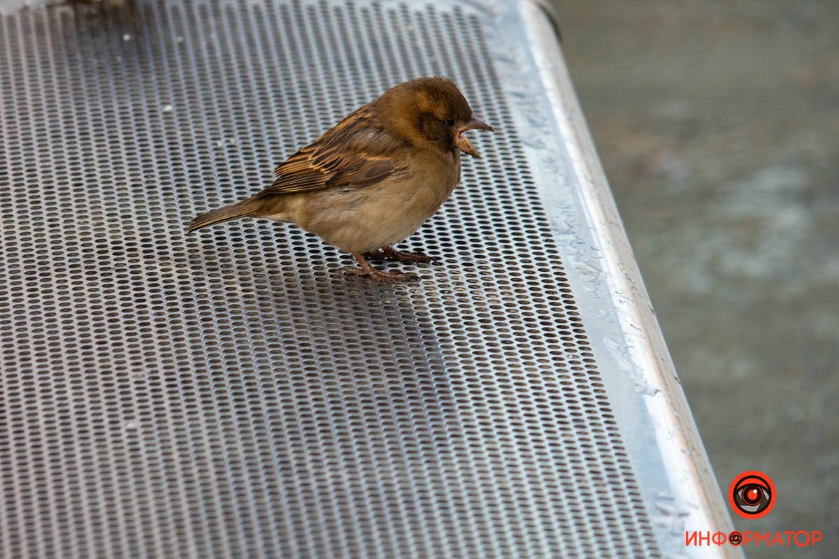 Что-то на воробьином