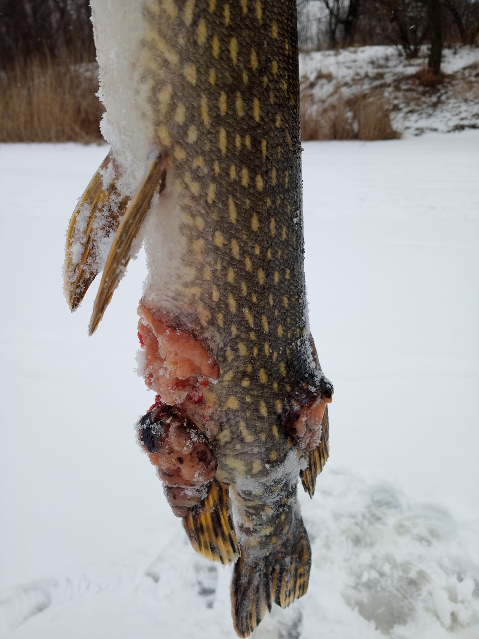 Опухоли и раны явно указывали на то, что у рыбы "щучья чума"