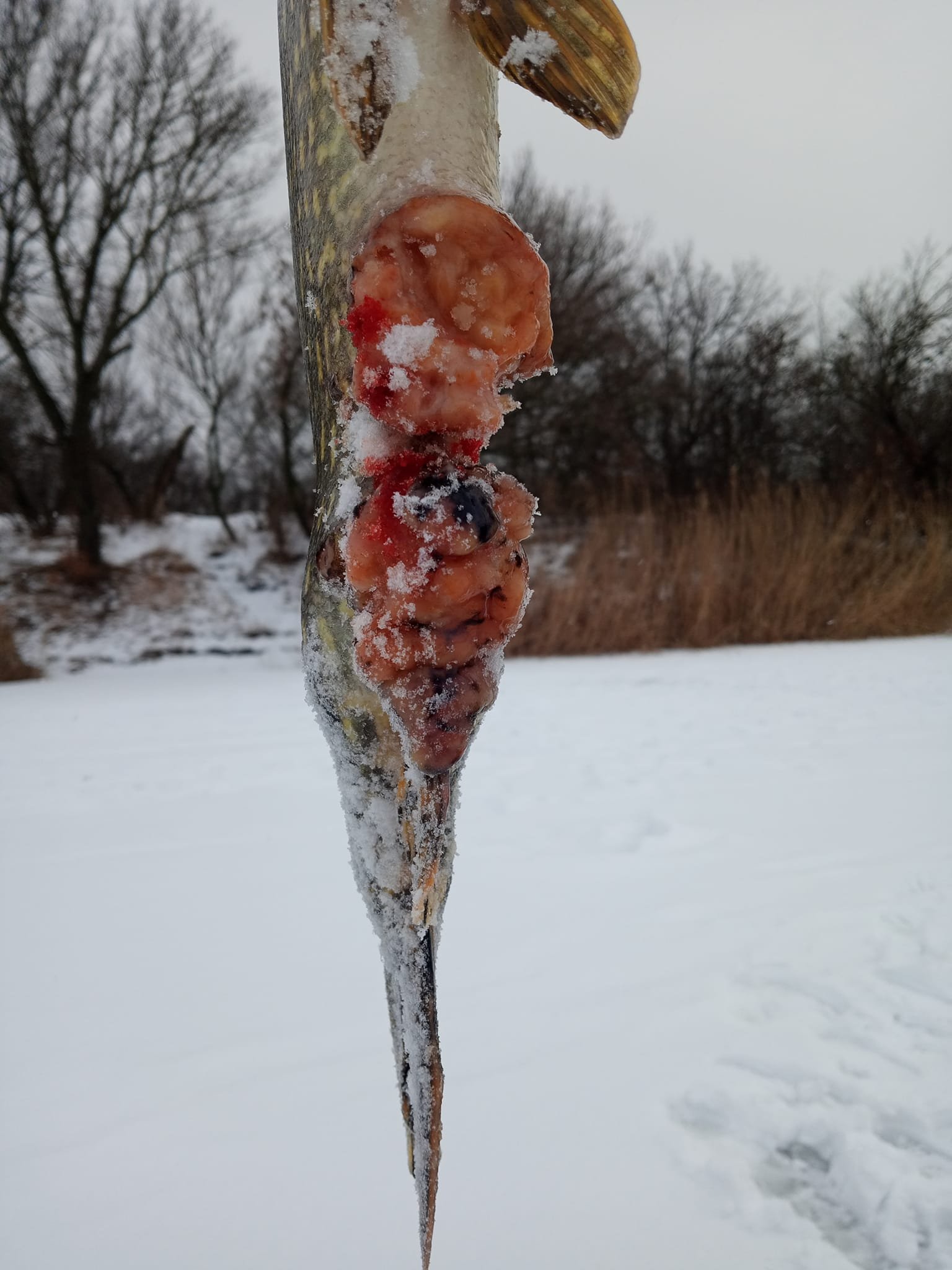 Такую рыбу нельзя употреблять в пищу никому: ни животным, ни людям