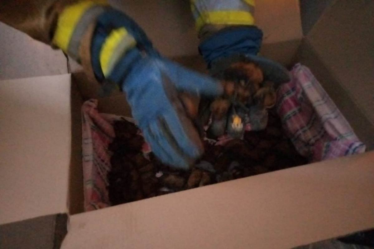 В Днепре в одной из квартир на жилом массиве Красный Камень в одной из квартир нашли 719 летучих мышей