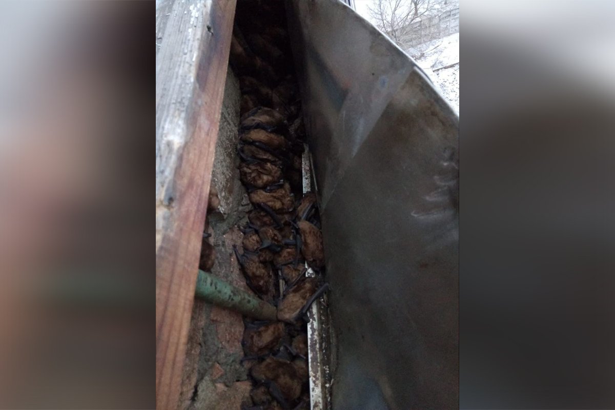 С животными все в порядке