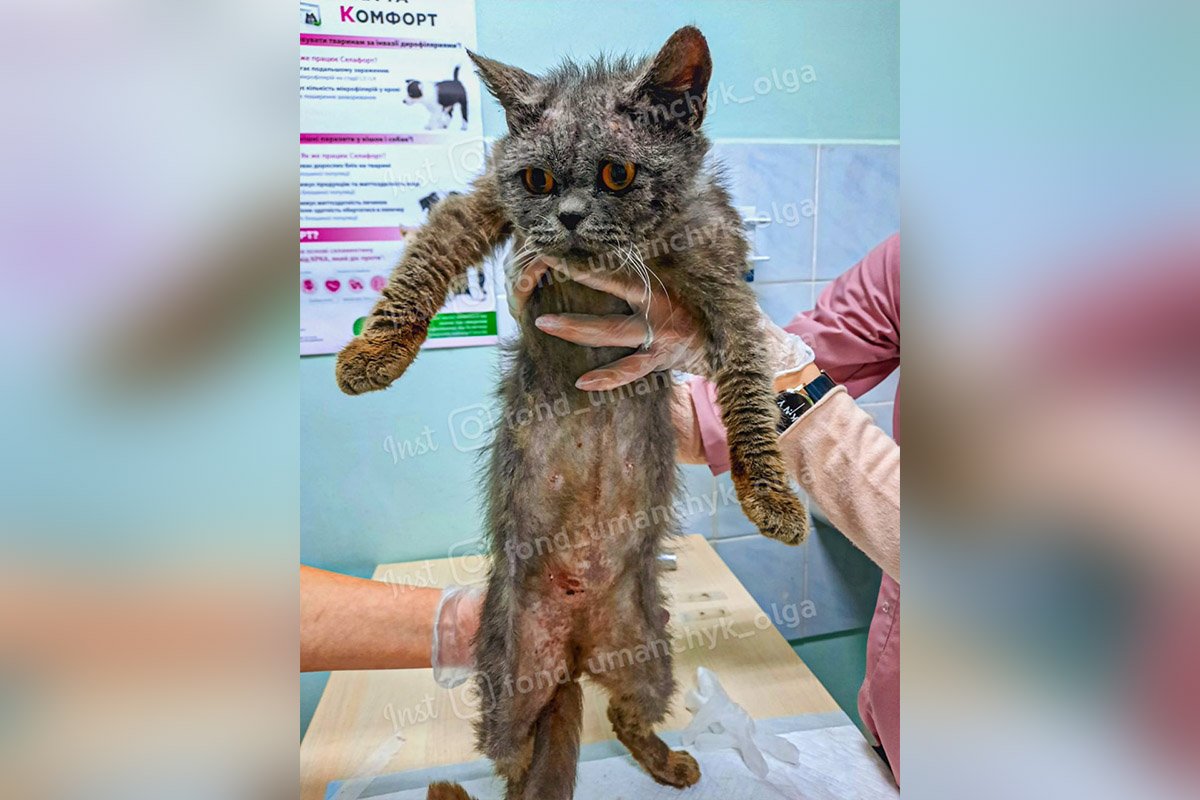 Жертвы бесчеловечности и безответственности: каким животным в Днепре нужна помощь 3