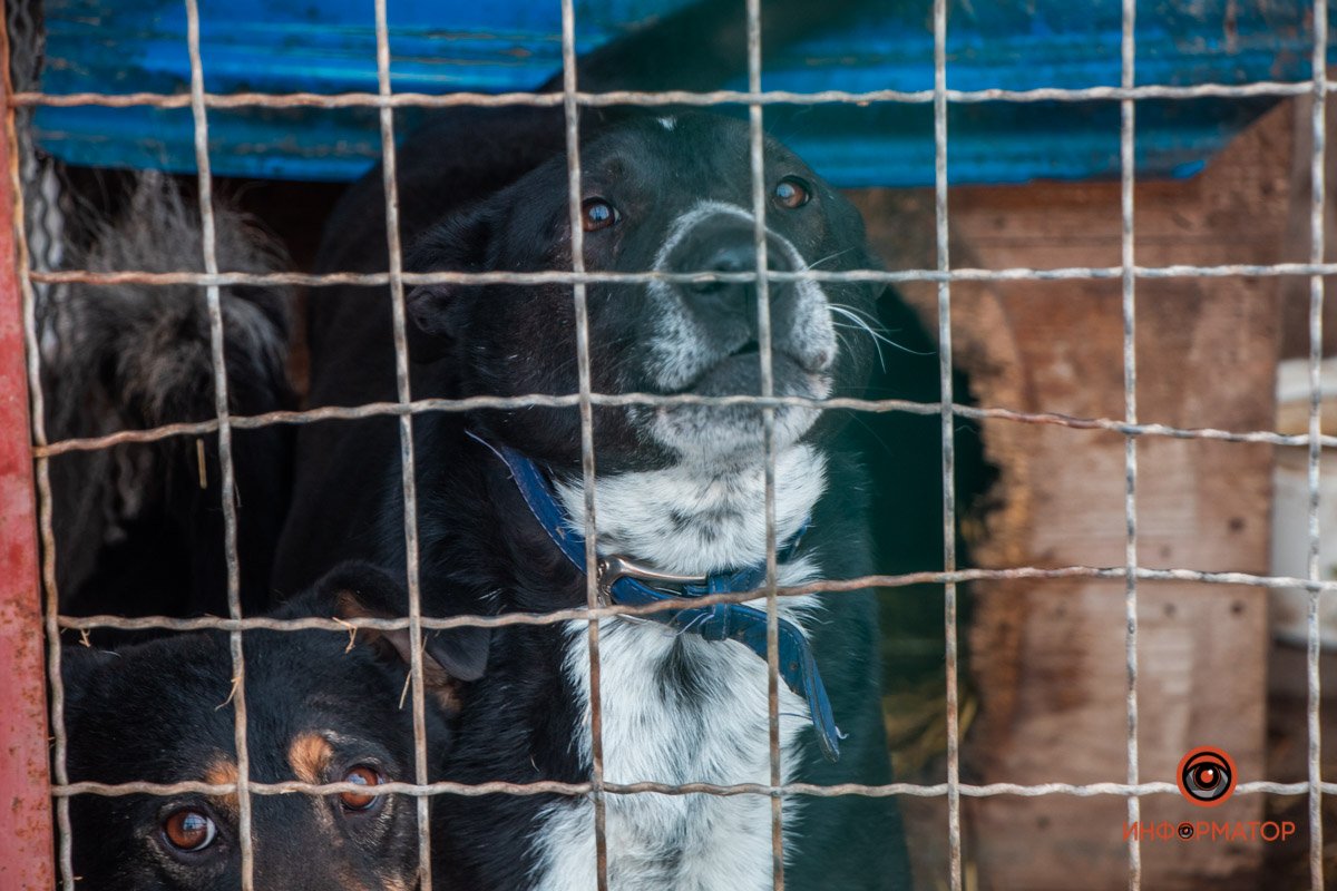 Сейчас в приюте 93 животных Сейчас в приюте 93 животных