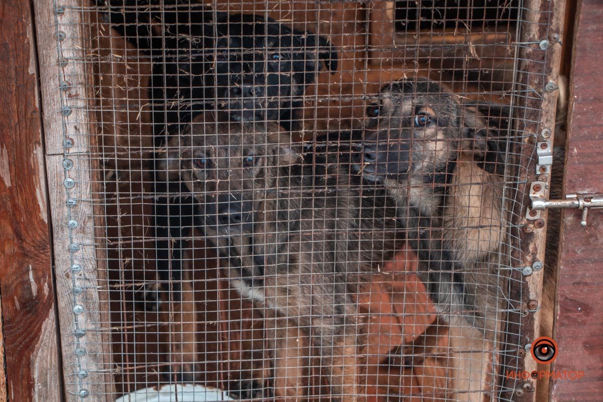 24 собаки 24 собаки