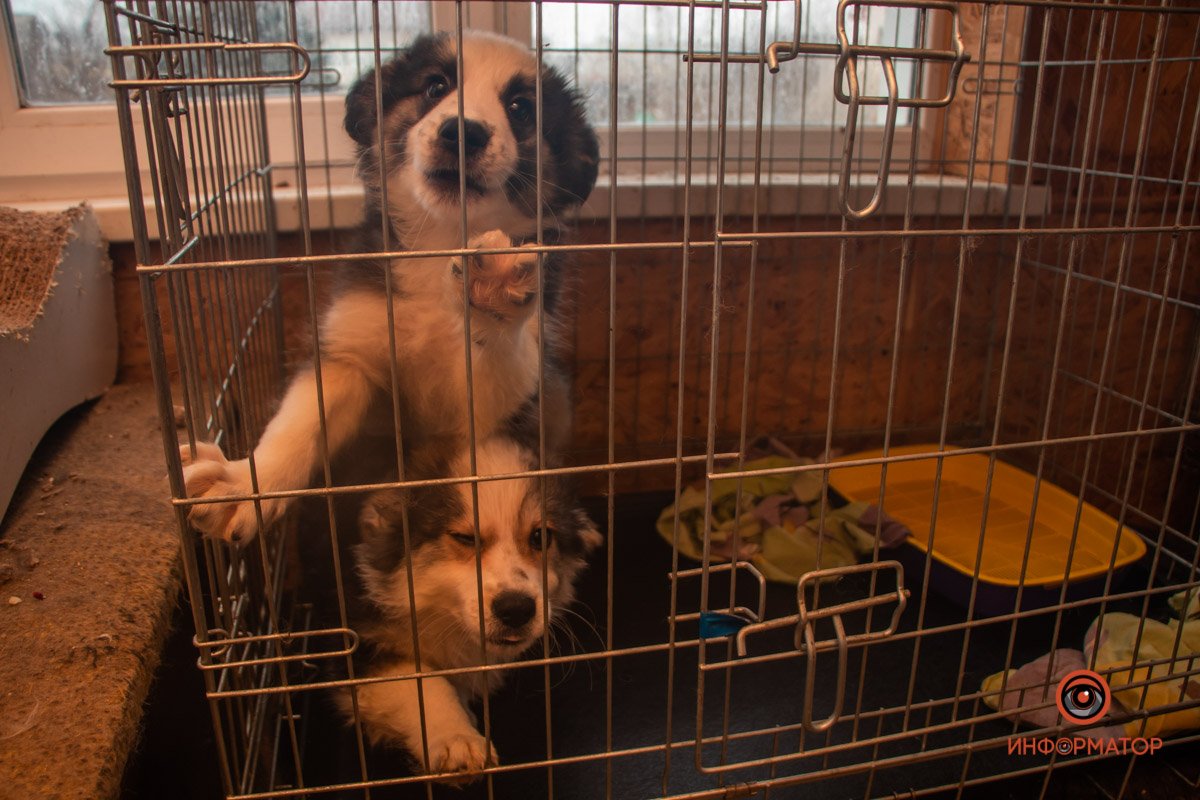 19 щеночков 19 щеночков