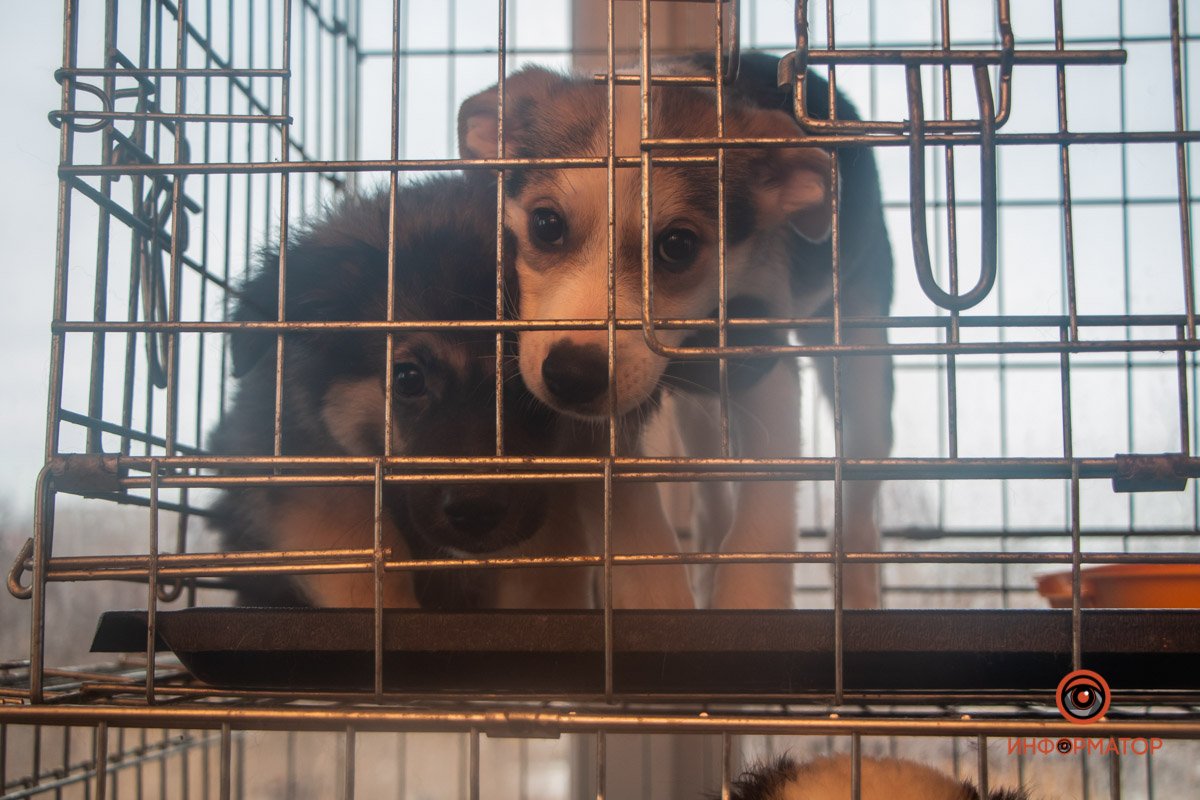 Срочно спасают 5 Срочно спасают 5