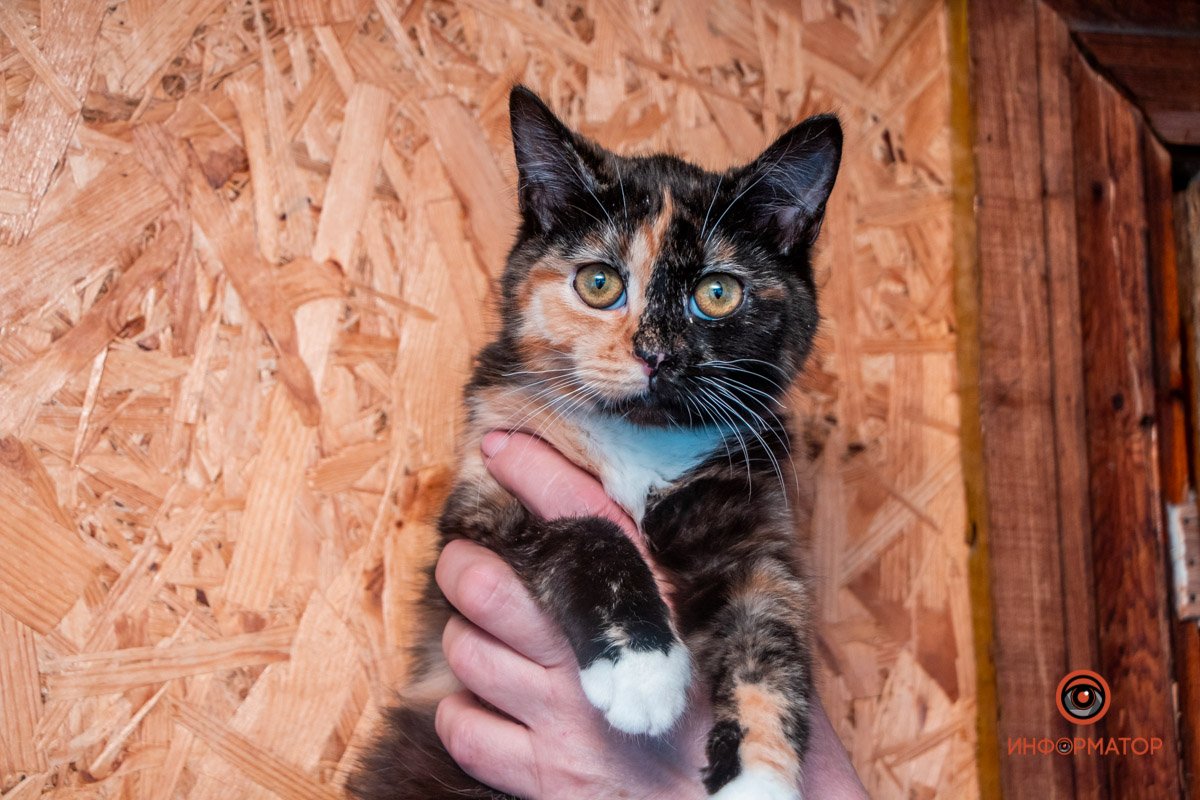 Фото: Антон Гордиенко Фото: Антон Гордиенко