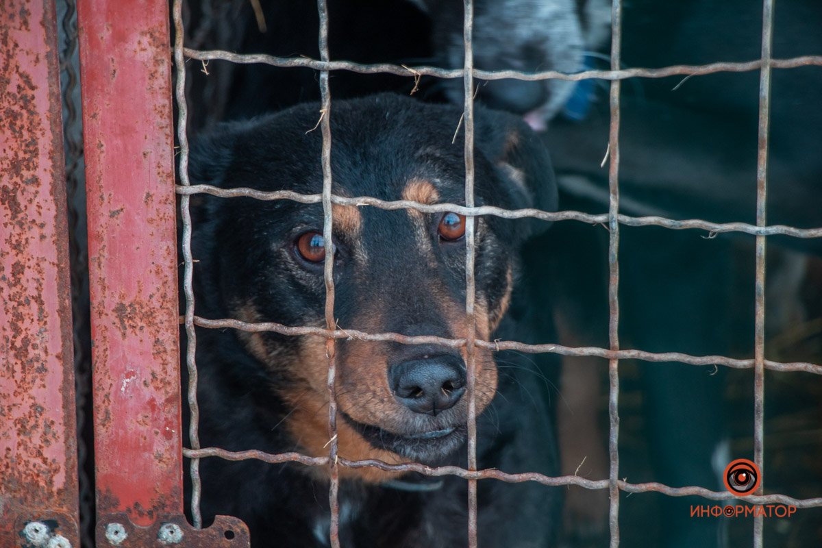 Фото: Антон Гордиенко Фото: Антон Гордиенко