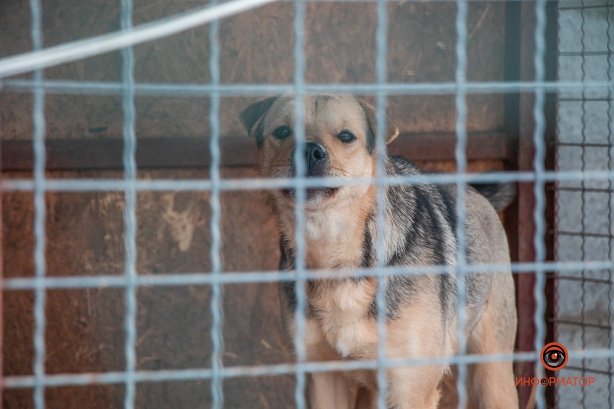 Фото: Антон Гордиенко Фото: Антон Гордиенко