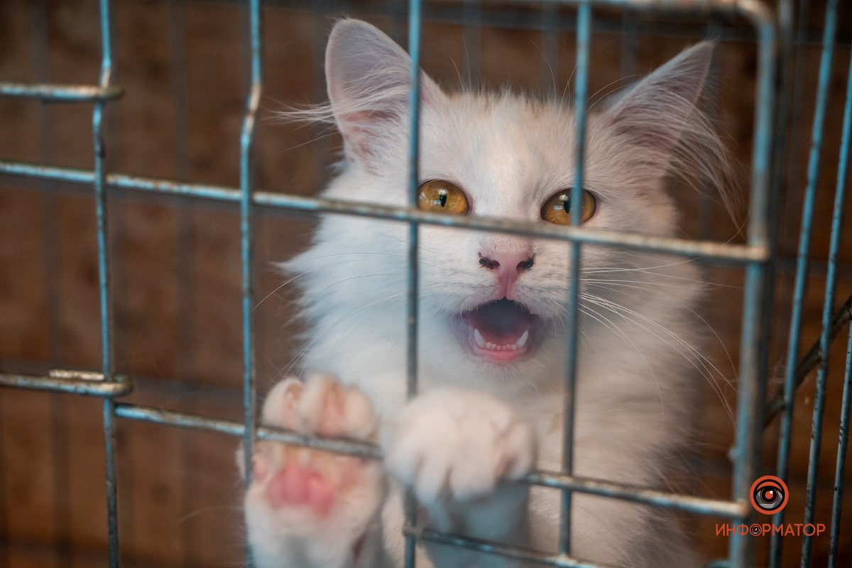 Фото: Антон Гордиенко Фото: Антон Гордиенко