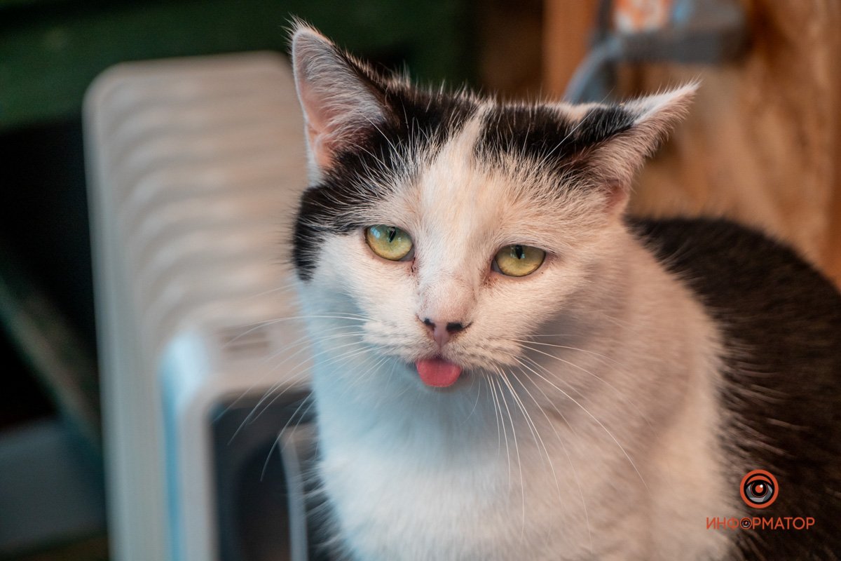 Фото: Антон Гордиенко Фото: Антон Гордиенко