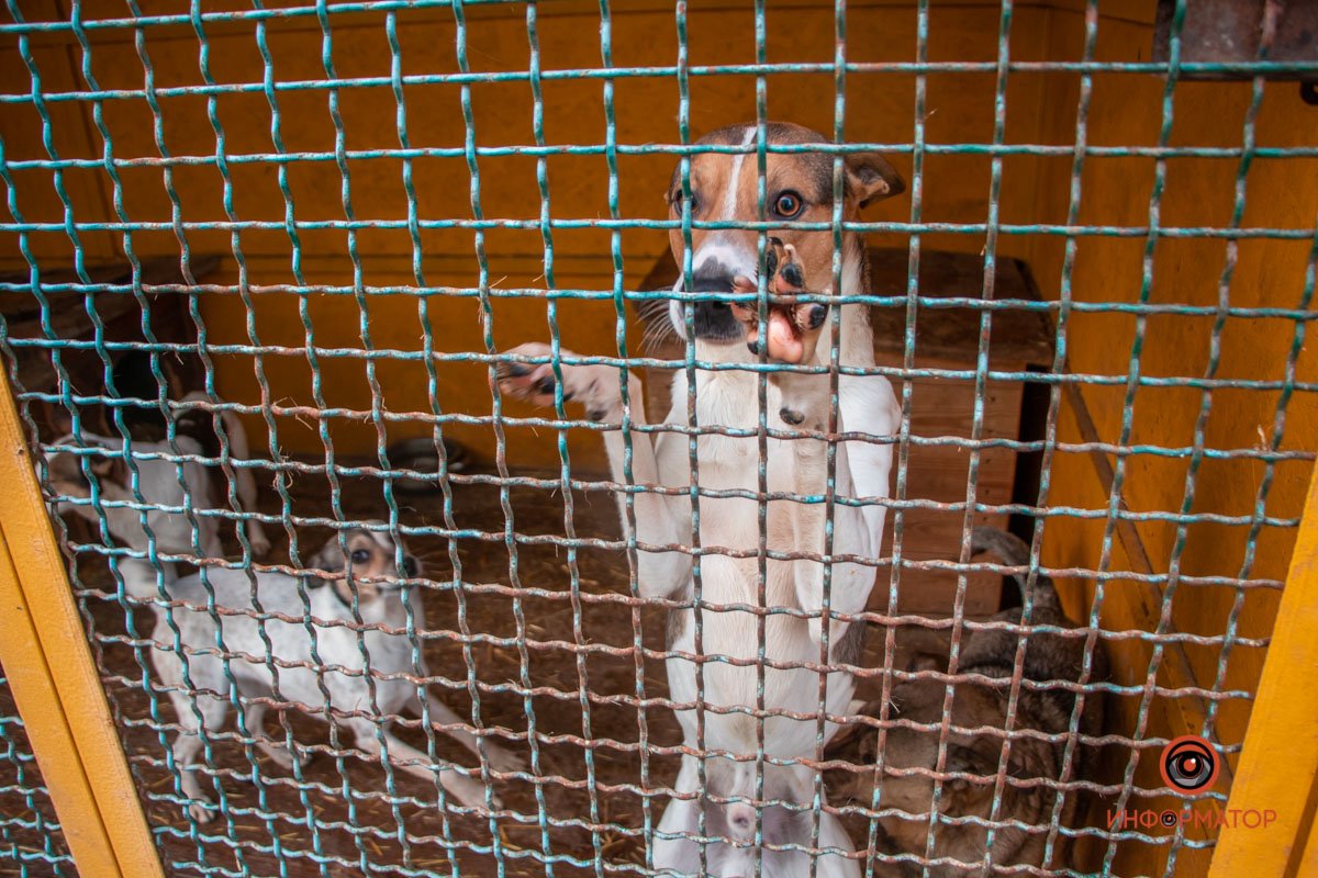 Фото: Антон Гордиенко Фото: Антон Гордиенко