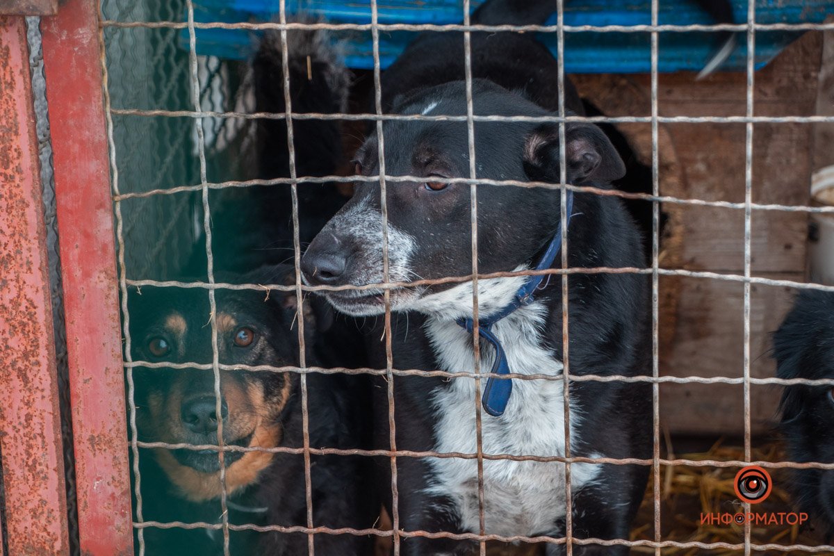 Фото: Антон Гордиенко Фото: Антон Гордиенко